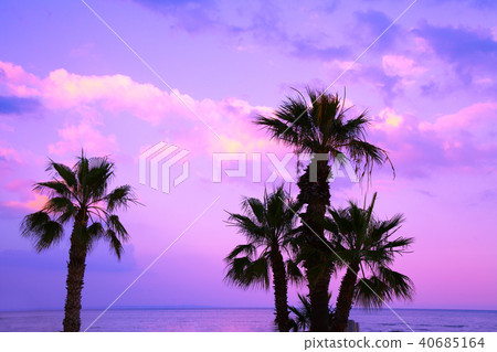 Palm trees against a purple sunset sky Palm trees against a purple sunset sky 40685164