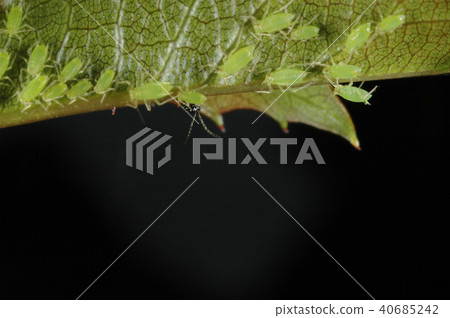 Ticks and ants 40685242