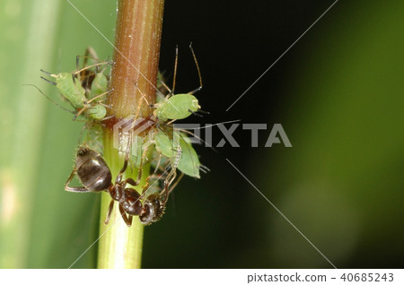 Stollenwerk stachelbeeren (gooseberries) (40685243)