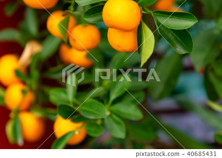 Tachibana Bonsai Tangerine Sweet Orange Tangerine potted plant Mini Orange Tree Honey Tachibana 40685431