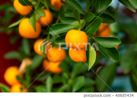 Tachibana Bonsai Tangerine Sweet Orange Tangerine potted plant Mini Orange Tree Honey Tachibana 40685434