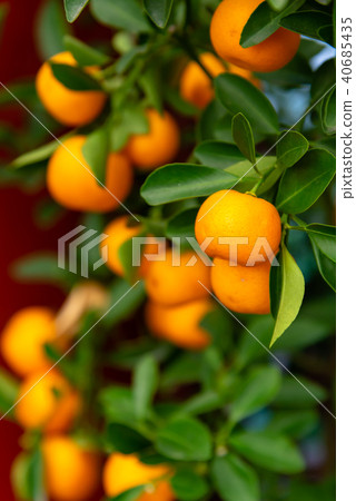 Tachibana Bonsai Tangerine Sweet Orange Tangerine potted plant Mini Orange Tree Honey Tachibana 40685435