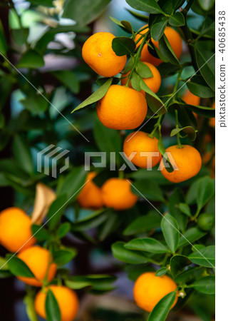 橘盆景橘蜜橘盆栽植物迷你橘樹蜂蜜橘 40685438