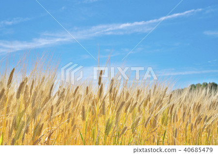 Barley autumn beer wheat field 40685479