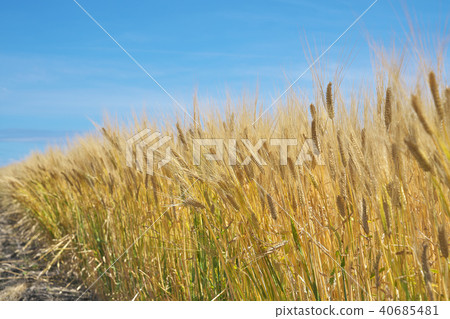Barley autumn beer wheat field Barley autumn beer wheat field 40685481