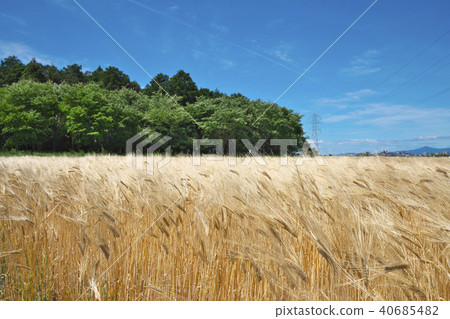Barley autumn beer wheat field Barley autumn beer wheat field 40685482