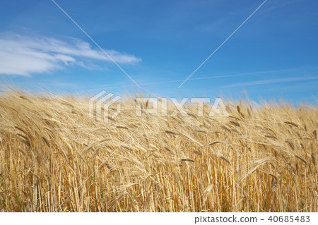 大麥秋天啤酒麥田 40685483