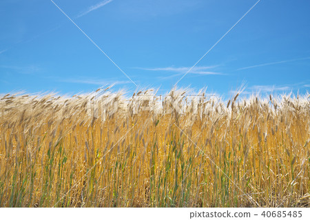 大麥秋天啤酒麥田 40685485