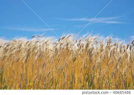 Barley autumn beer wheat field 40685486