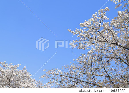 Higashi Ayase Park, Adachi-ku blue sky and cherry blossoms 40685651