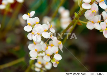 植物 花 台湾士林官邸蘭展植物 Beautiful White Flower 白色花 蝴蝶結 黃色蕊 40686022