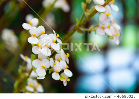 植物 花 台湾士林官邸蘭展植物 Beautiful White Flower 白色花 蝴蝶結 黃色蕊 40686025