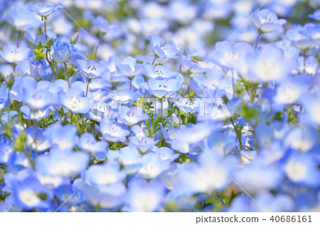 喜林草 喜林草 40686161