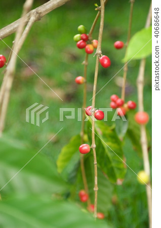 咖啡種子 40686648