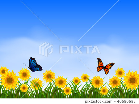 Two butterfly flying in sunflower garden Two butterfly flying in sunflower garden 40686685