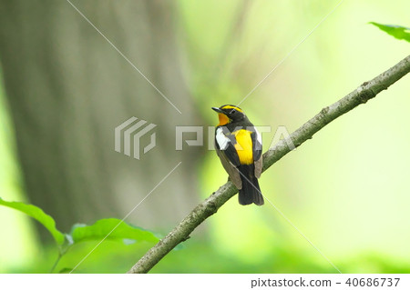 基比塔基 40686737