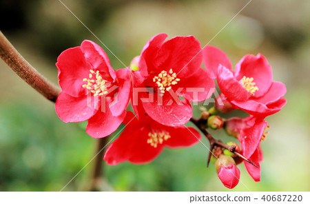 Blurred flowers 40687220