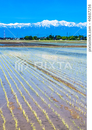 “富山縣”Tachiyama山脈，初夏稻田覆蓋著水 40687256