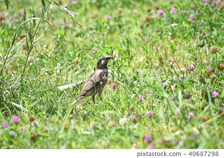 The starling star (Rubber) The starling star (Rubber) 40687298