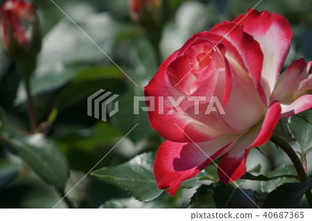 紅玫瑰花 40687365