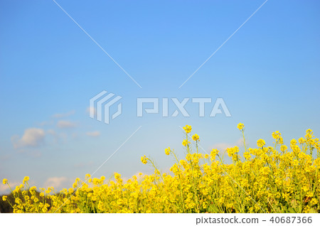 油菜田 40687366