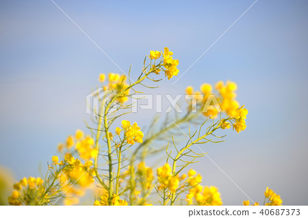 Rapeseed field Rapeseed field 40687373