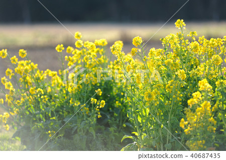 油菜田 40687435
