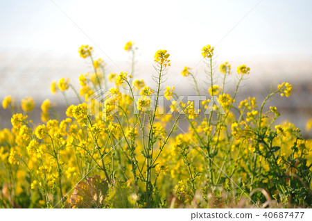 油菜田 40687477