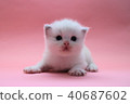 Ragdoll kitten 3 weeks after birth Blue 01 40687602