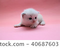 Ragdoll kitten 3 weeks old Blue 2 40687603