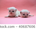 Ragdoll kitten brother and sister 3 weeks after birth Blue 5 40687606