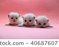 Ragdoll kitten brother and sister 3 weeks after birth Blue 6 40687607