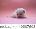 Ragdoll kitten 3 weeks old Blue 7 40687608