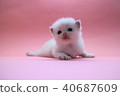 Ragdoll kitten 3 weeks old blue 8 40687609