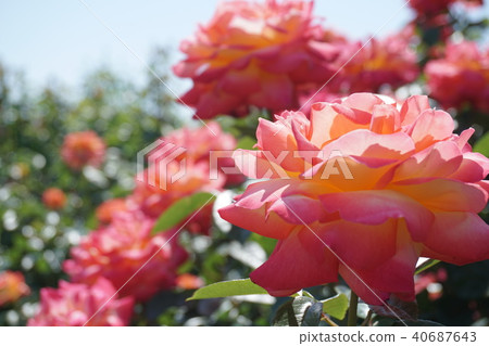 Pink and Yellow Rose Double Delight Pink and Yellow Rose Double Delight 40687643