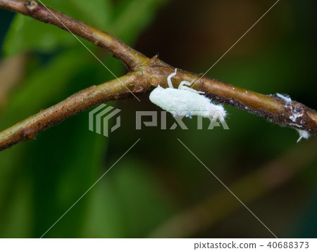 Larva of the agricultural pest Aobahagoromo Larva of the agricultural pest Aobahagoromo 40688373