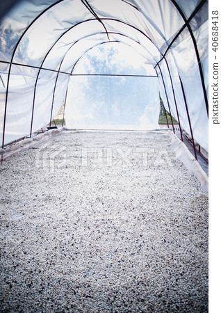 process of drying coffee beans in clean room process of drying coffee beans in clean room 40688418