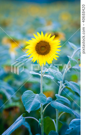 sunflowers field,focus on single sunflower 40688420