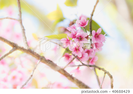 Himalayan Cherry (Prunus cerasoides) blooming Himalayan Cherry (Prunus cerasoides) blooming 40688429