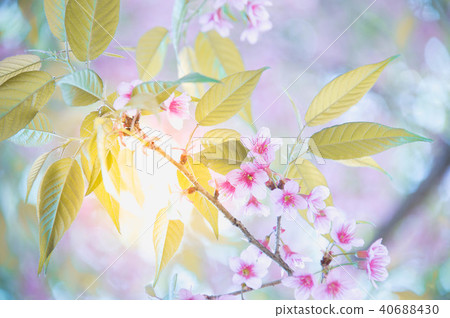 Sakura flower blooming blossom in mountain 40688430