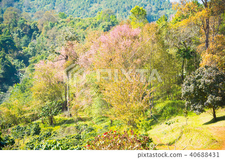 Himalayan Cherry (Prunus cerasoides) blooming Himalayan Cherry (Prunus cerasoides) blooming 40688431