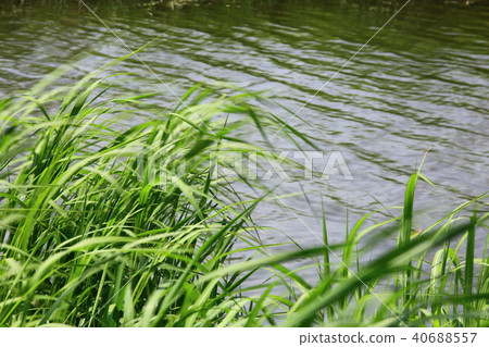 On the day when water lilies bloom, On the day when water lilies bloom, 40688557