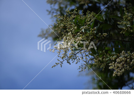 Rat bean flower 40688666