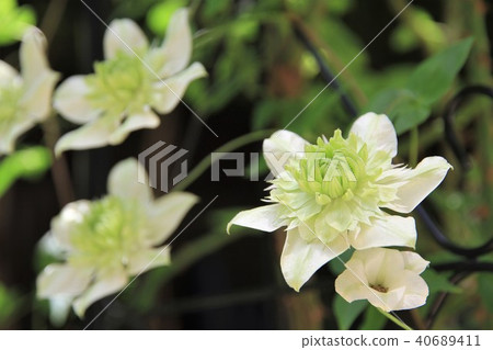 鐵線蓮花 鐵線蓮花 40689411