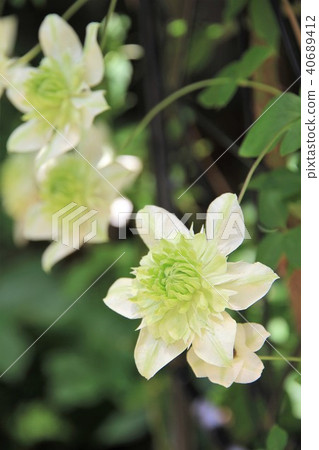 鐵線蓮花 鐵線蓮花 40689412