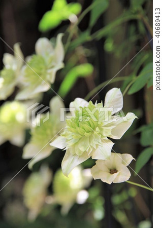 鐵線蓮花 40689413