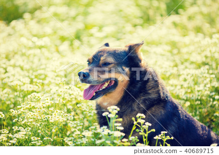 Dog walking in the flower meadow Dog walking in the flower meadow 40689715