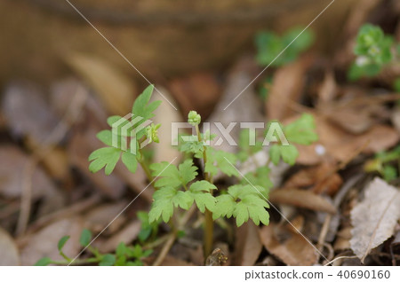 Lempuksou連續僥倖 Lempuksou連續僥倖 40690160