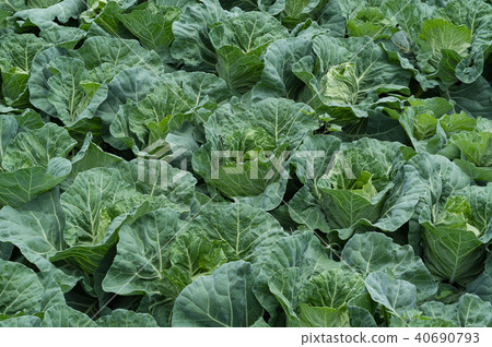 Cabbage field 40690793
