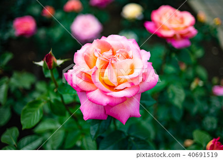 鴨子（芝加哥和平） 40691519